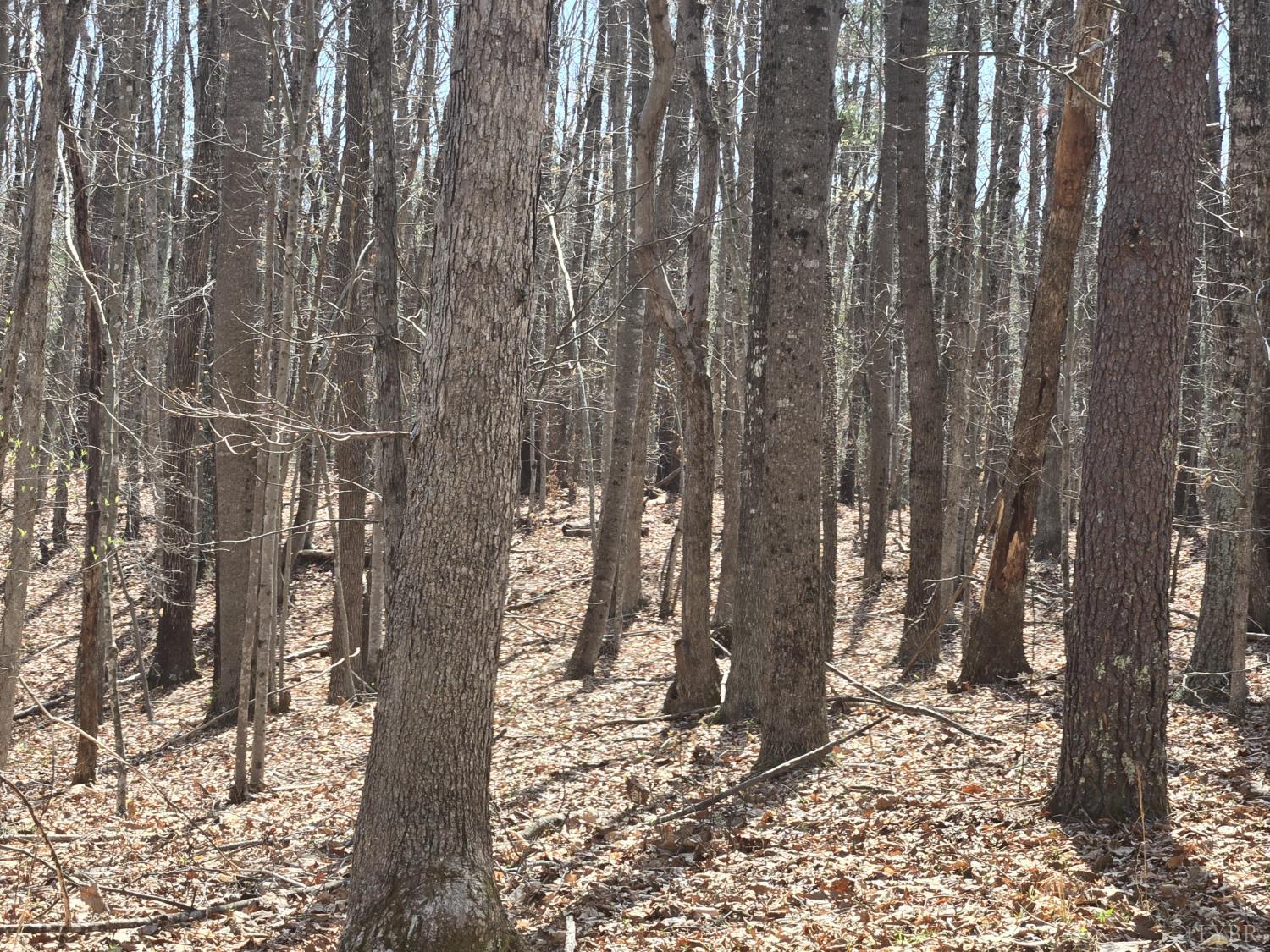 0 Equestrian Trail Road Dillwyn, VA 23936 - Photo 1 of 2 Gallery Image 1