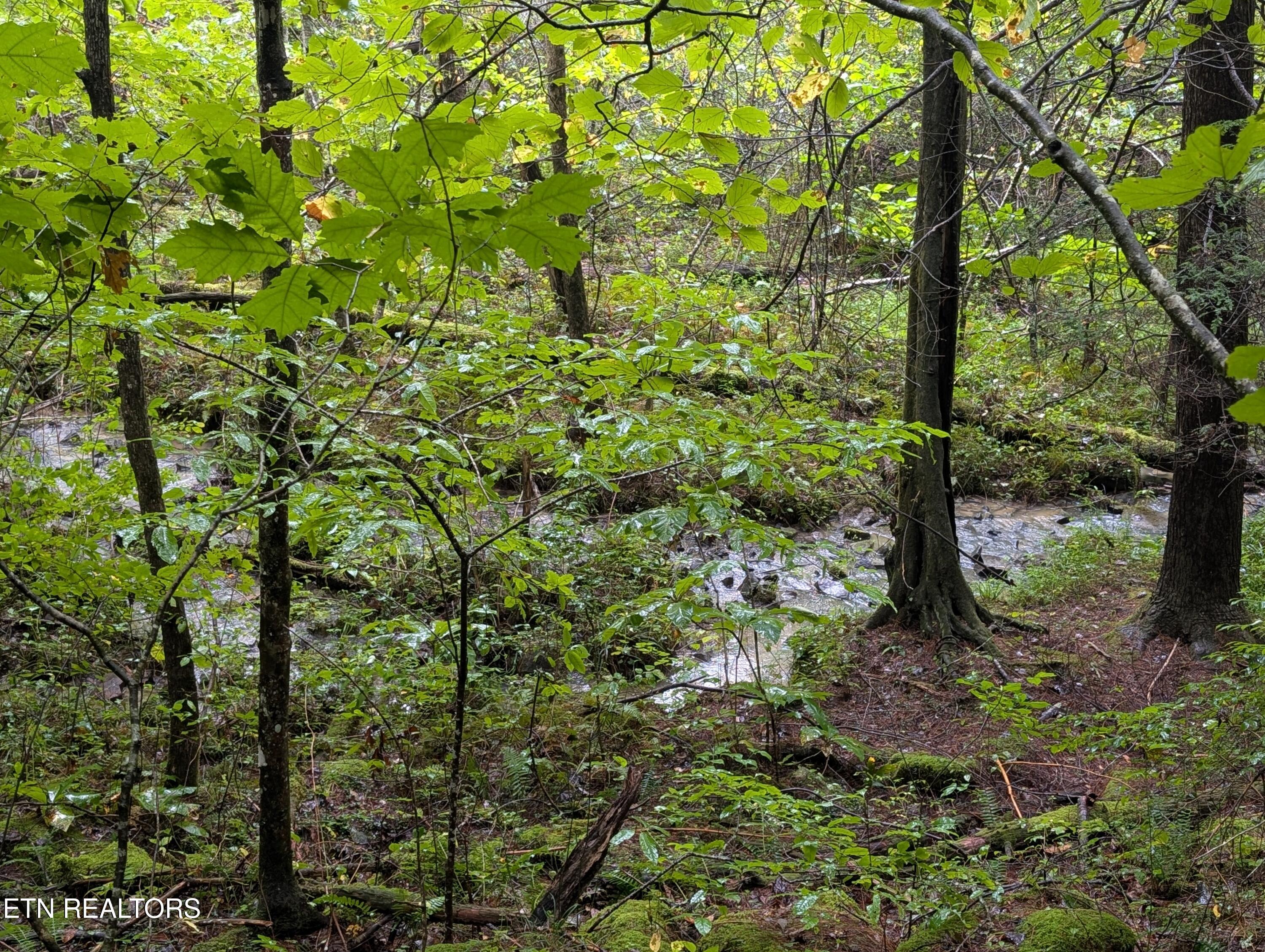 Catoosa Drive Lancing, TN 37770 - Photo 1 of 8 Lot