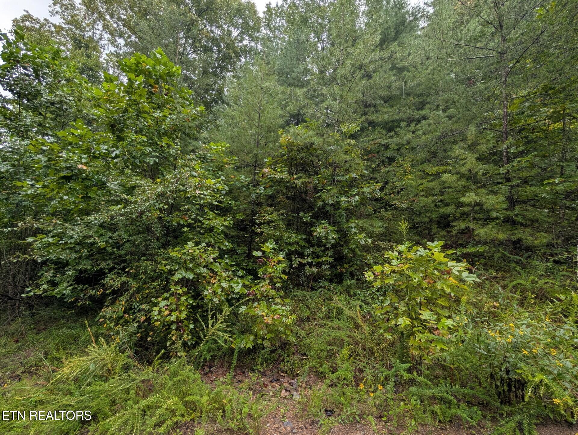 Catoosa Drive Lancing, TN 37770 - Photo 4 of 8 Lot