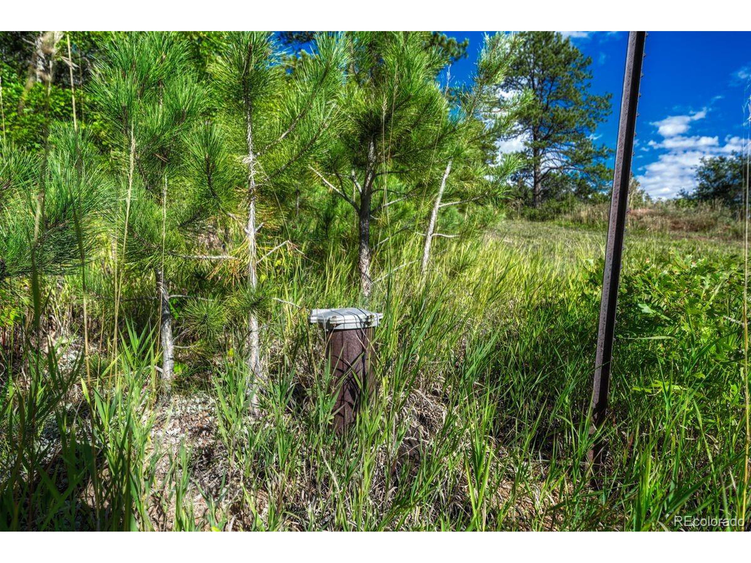 0 Columbine Road Palmer Lake, CO 80133 - Photo 13 of 37 a view of a yard