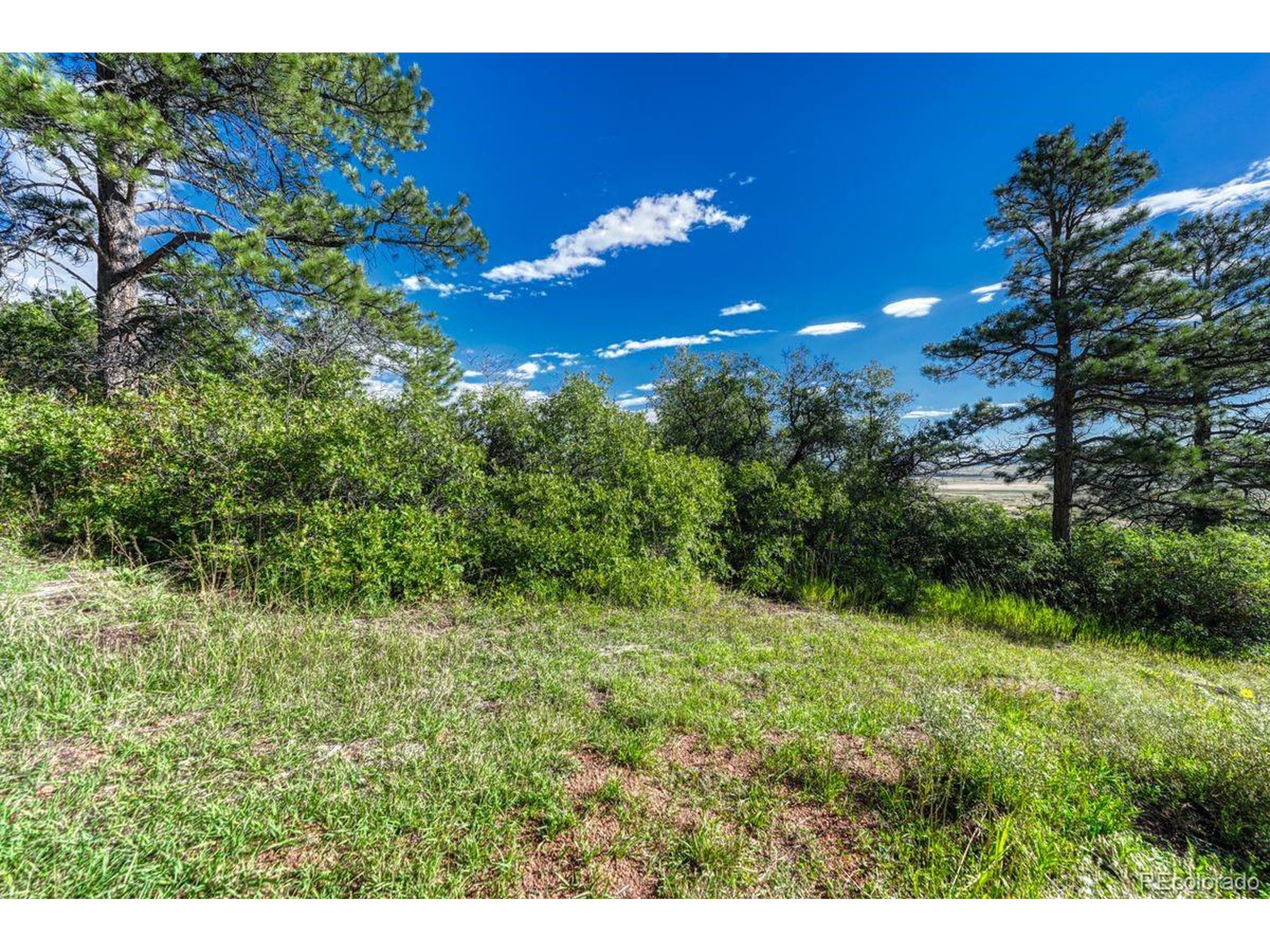 0 Columbine Road Palmer Lake, CO 80133 - Photo 14 of 37 a view of a flower in a garden