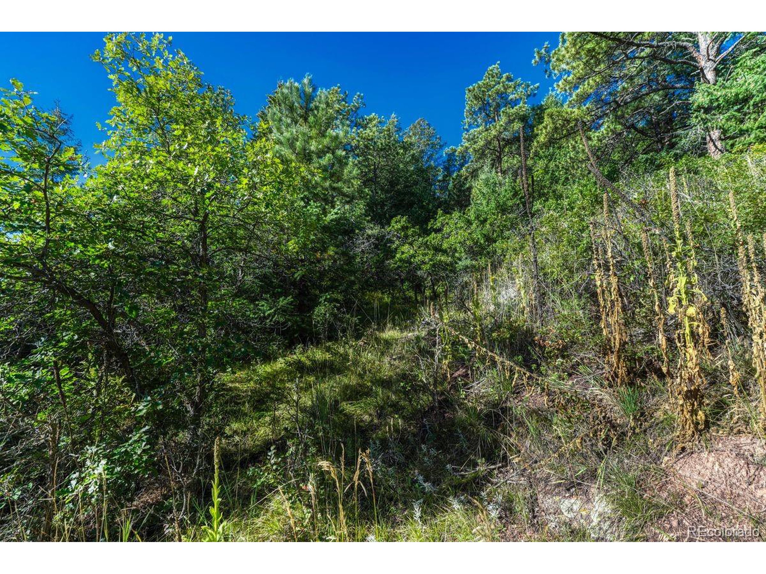 0 Columbine Road Palmer Lake, CO 80133 - Photo 15 of 37 a view of a yard