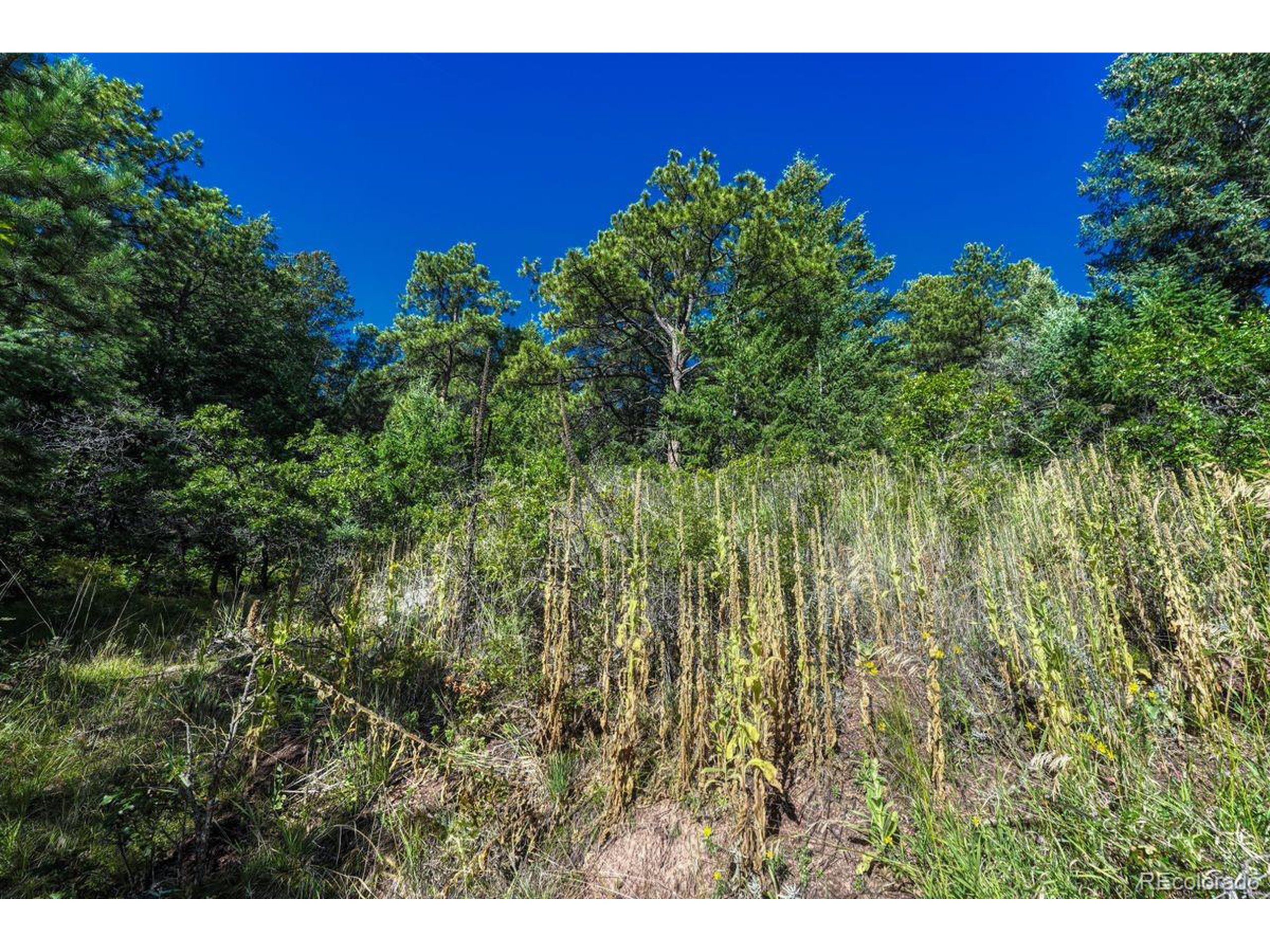 0 Columbine Road Palmer Lake, CO 80133 - Photo 16 of 37 a view of a yard