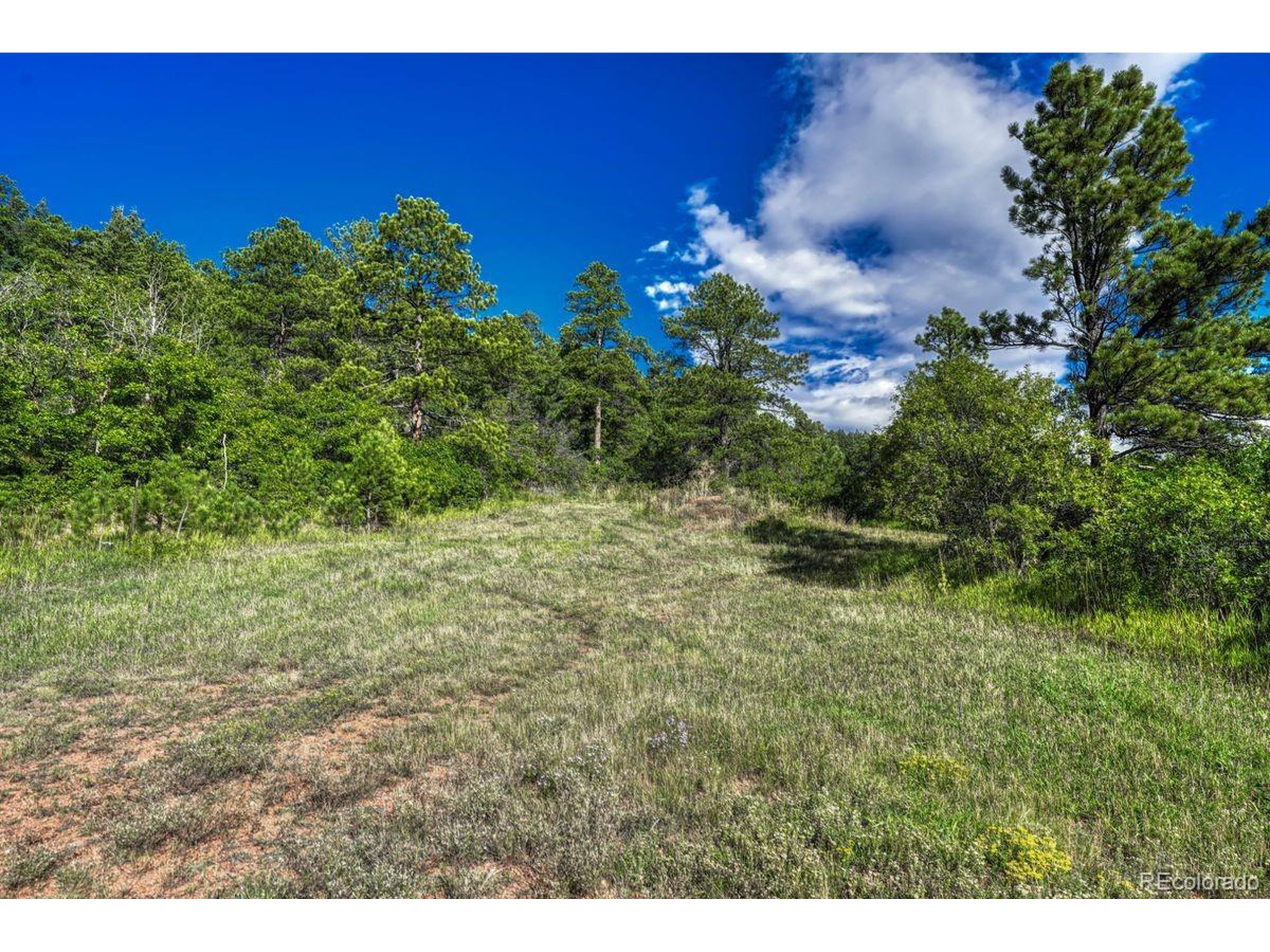 0 Columbine Road Palmer Lake, CO 80133 - Photo 21 of 37 a view of a garden