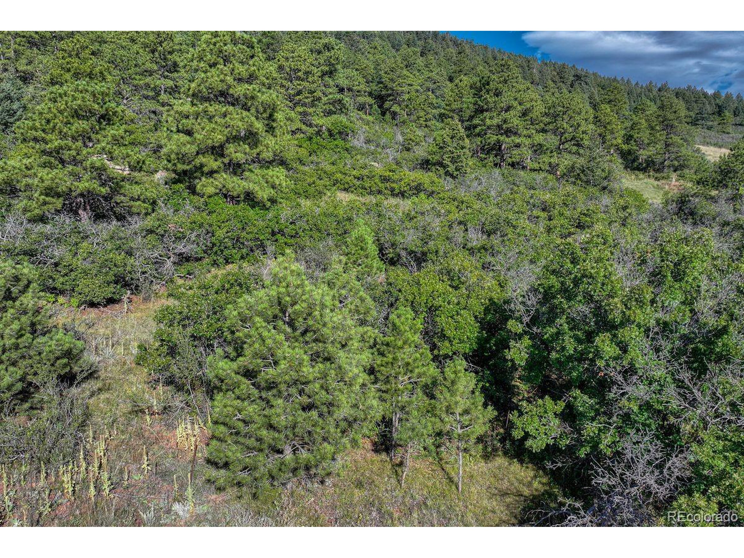 0 Columbine Road Palmer Lake, CO 80133 - Photo 37 of 37 a view of a large yard with lots of green bushes