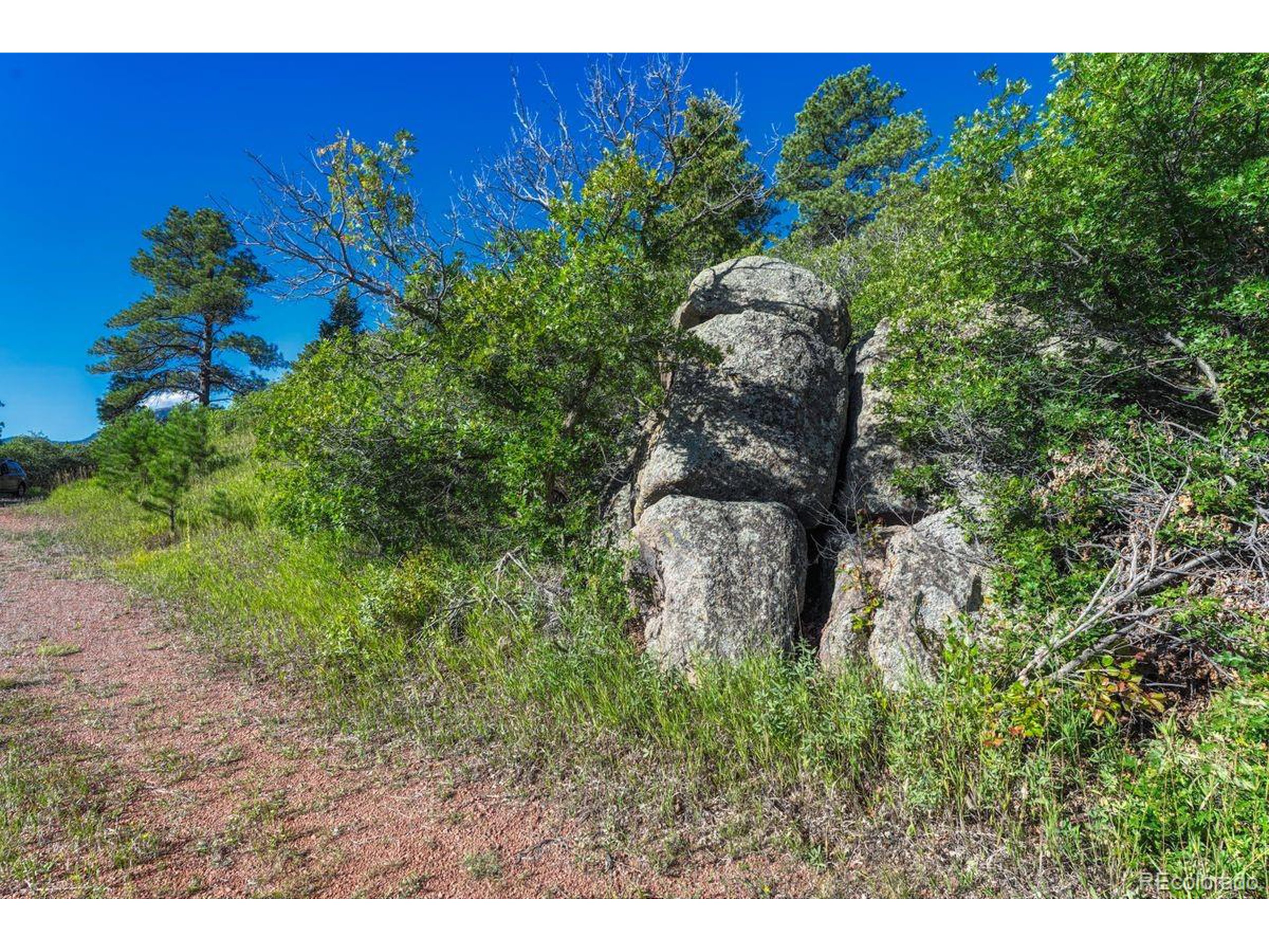 0 Columbine Road Palmer Lake, CO 80133 - Photo 4 of 37 a close up of a plant in a garden