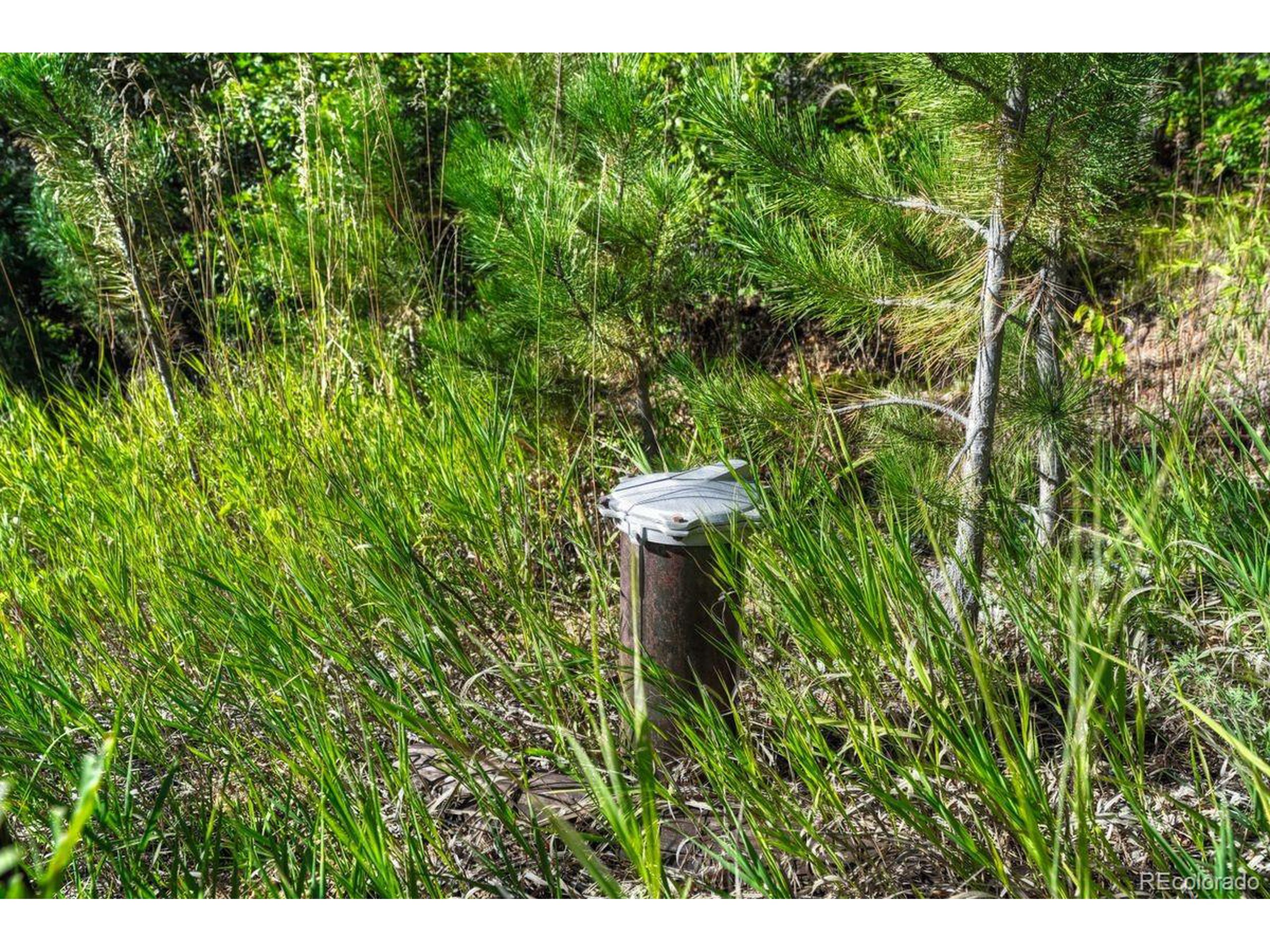 0 Columbine Road Palmer Lake, CO 80133 - Photo 5 of 37 a view of a garden with a tree