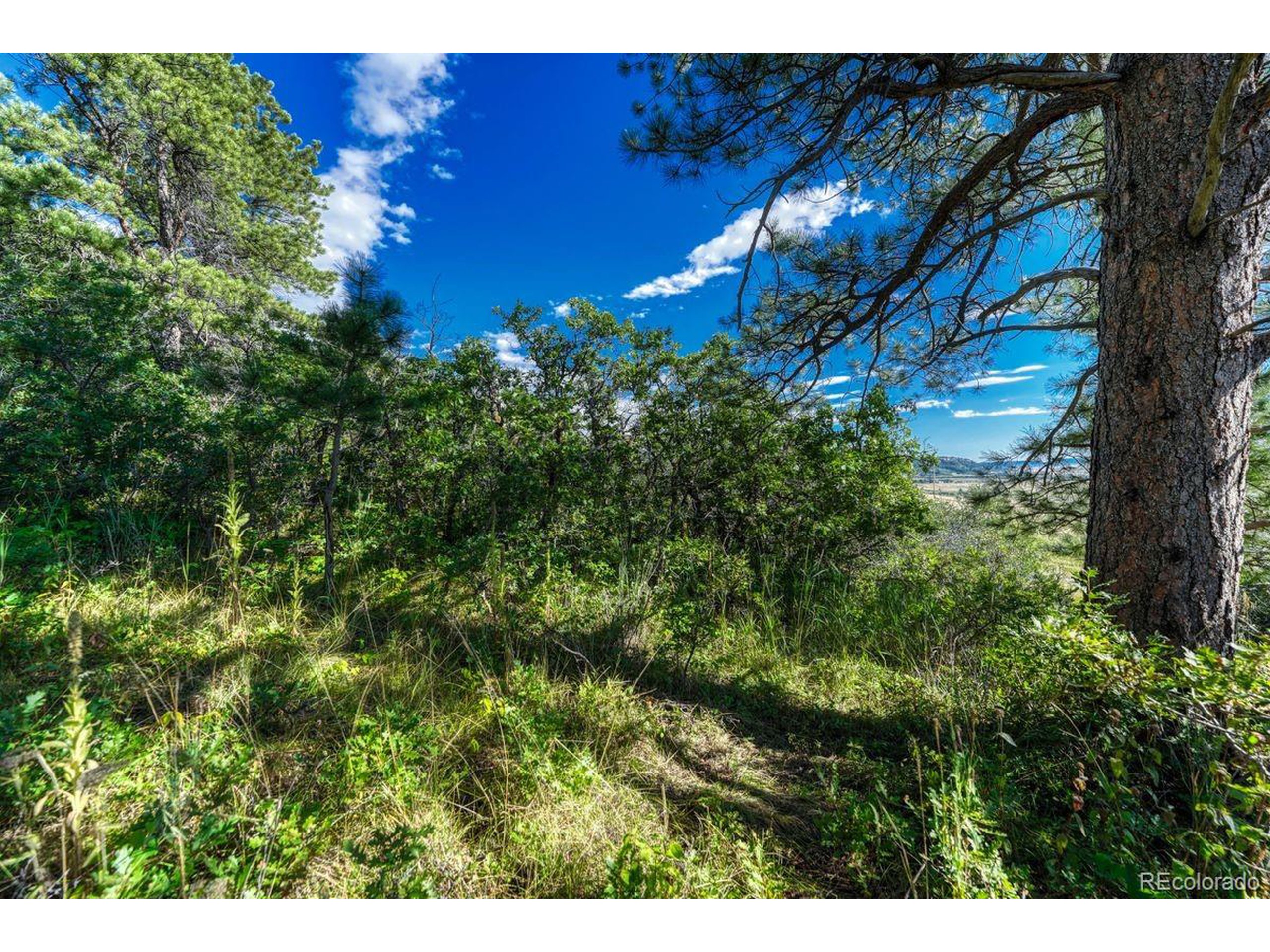 0 Columbine Road Palmer Lake, CO 80133 - Photo 6 of 37 a view of a yard