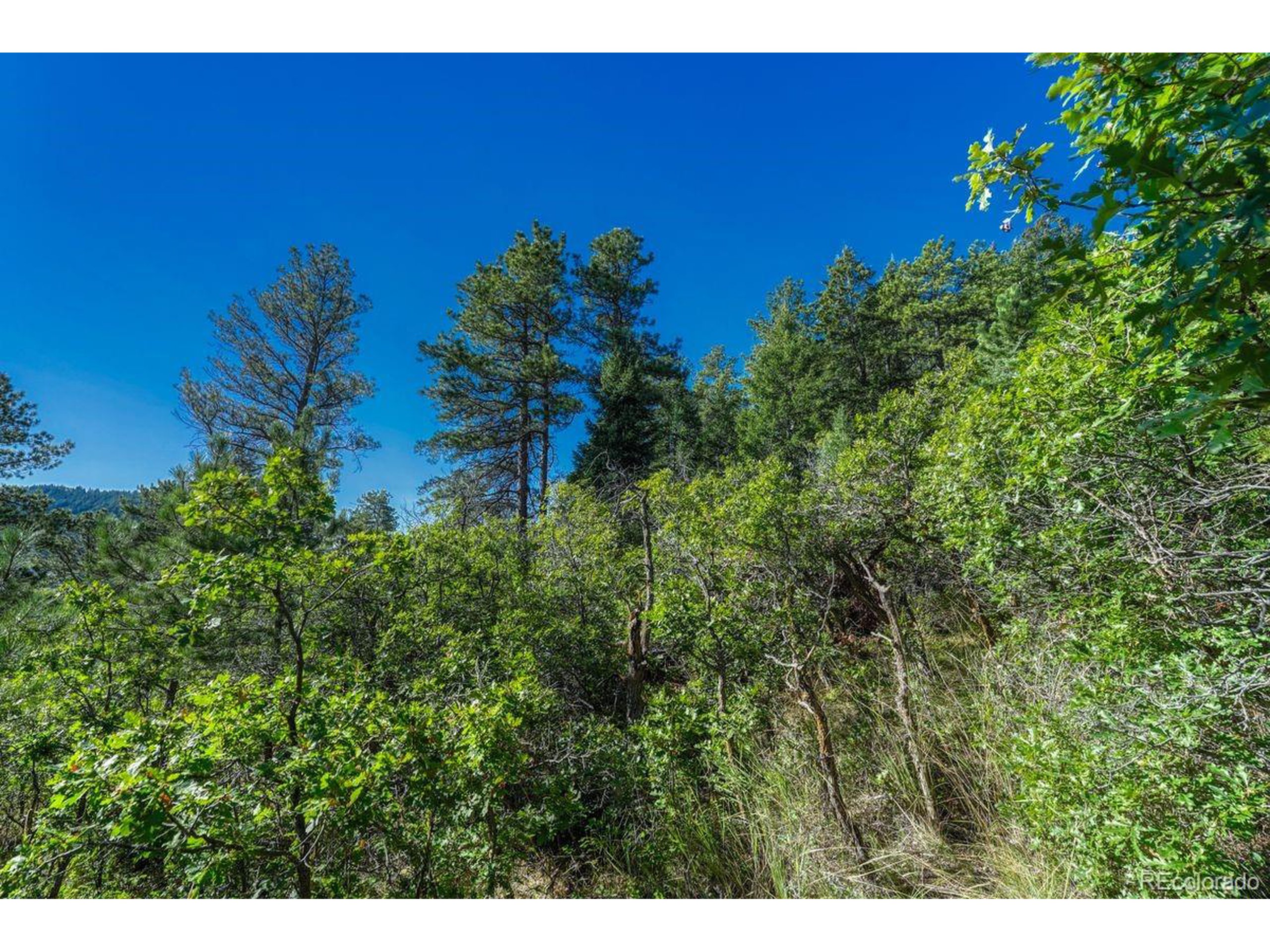0 Columbine Road Palmer Lake, CO 80133 - Photo 7 of 37 a view of a garden