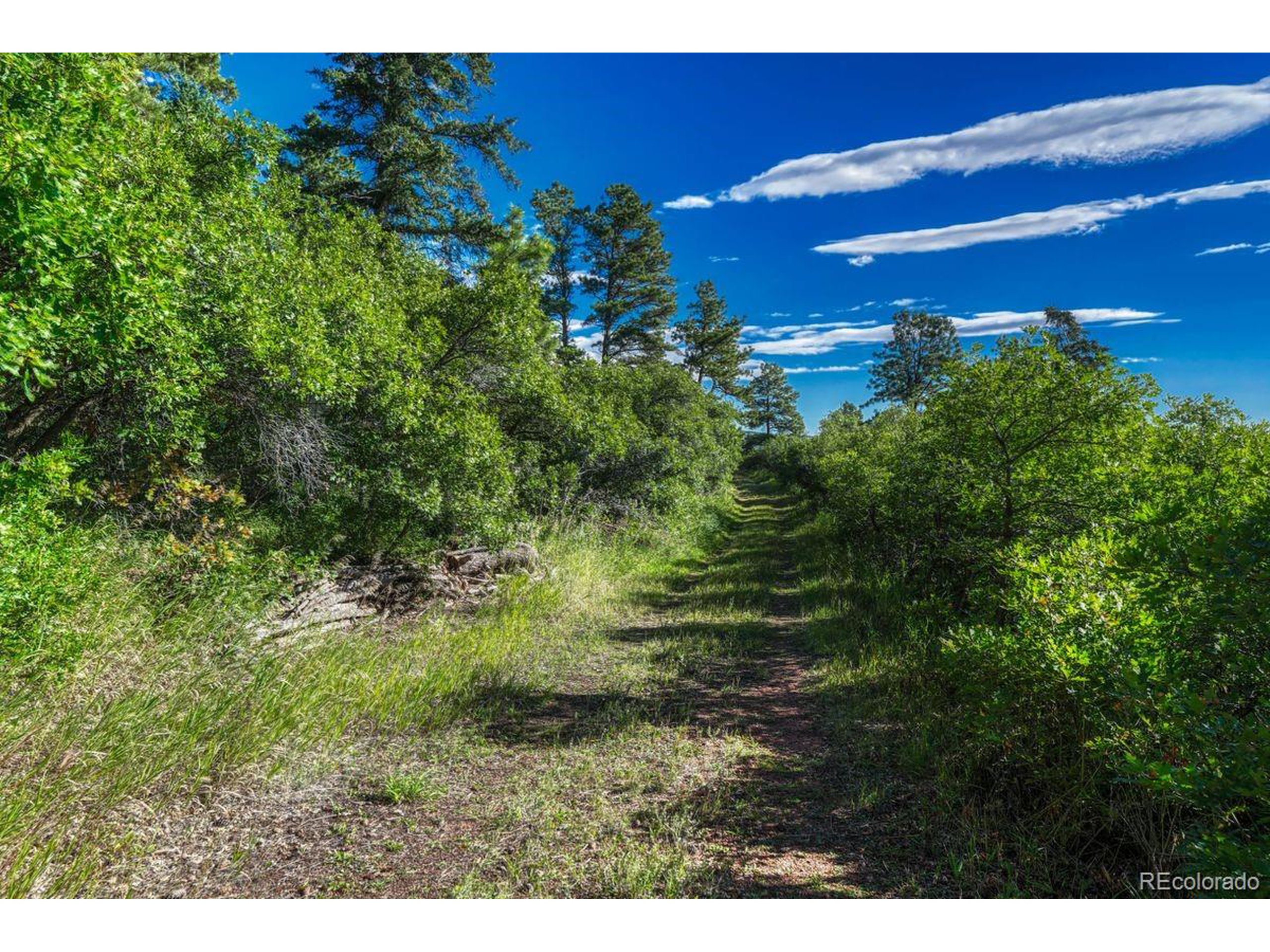 0 Columbine Road Palmer Lake, CO 80133 - Photo 9 of 37 a view of a big yard with lots of green space