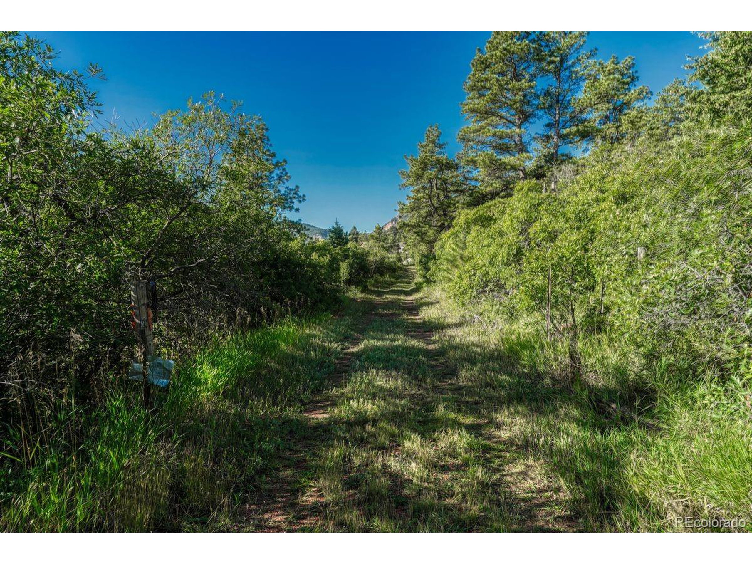 0 Columbine Road Palmer Lake, CO 80133 - Photo 10 of 37 a view of a forest