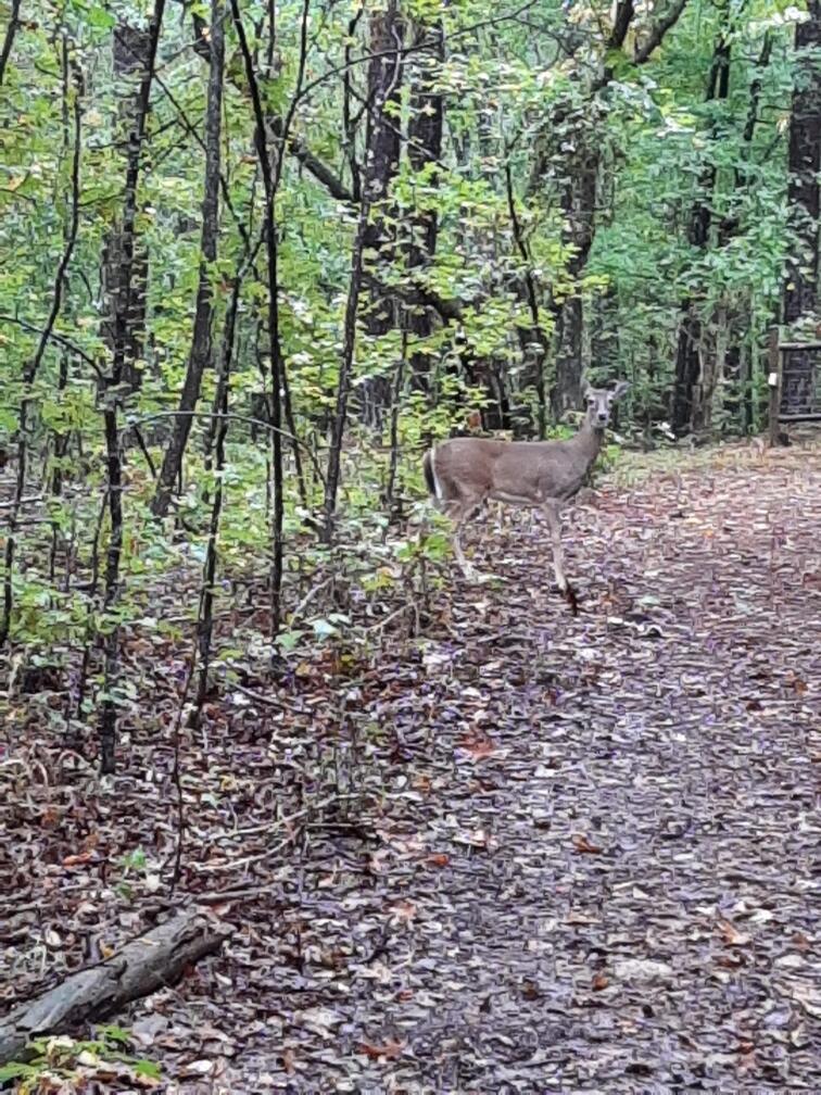 935 Neptune Trail Appling, GA 30802 - Photo 7 of 9 20240410160956803633000000-o