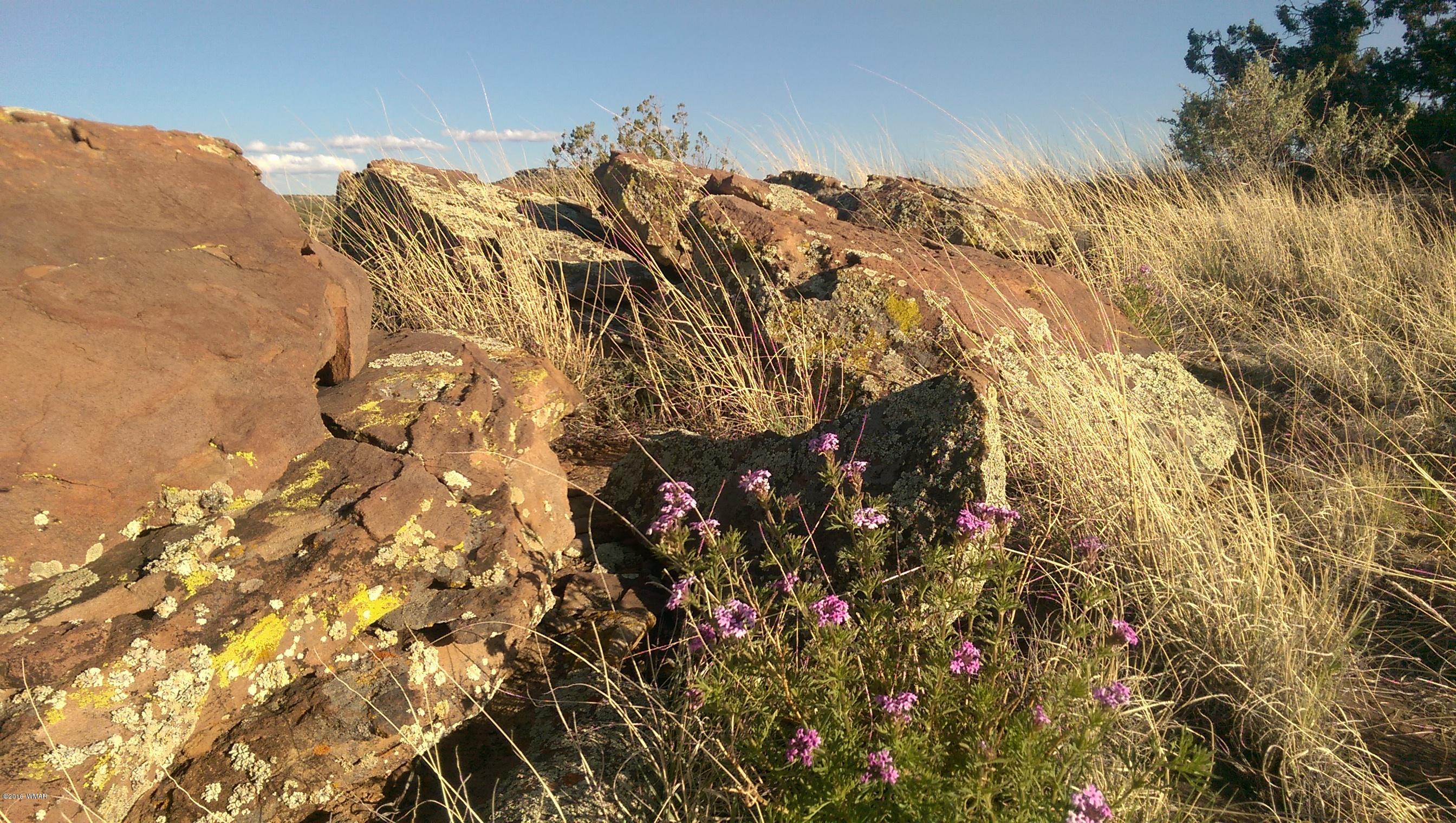 Lot 218 River Springs Ranch Eagar, AZ 85925 - Photo 6 of 8