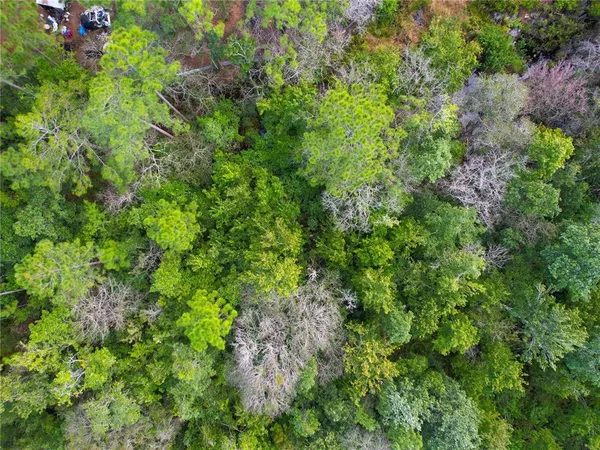 a view of a lush green forest