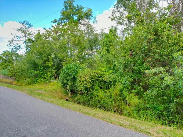 a view of a lush green forest