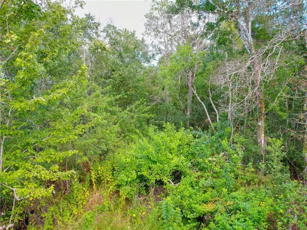 a view of a yard with potted plants