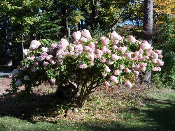 43 Witt Hill Road Worthington, MA 01098 - Photo 5 of 19 Gallery Image 5