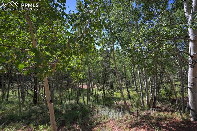 412 Princess Road Cripple Creek, CO 80813 - Photo 8 of 45 Gallery Image 8