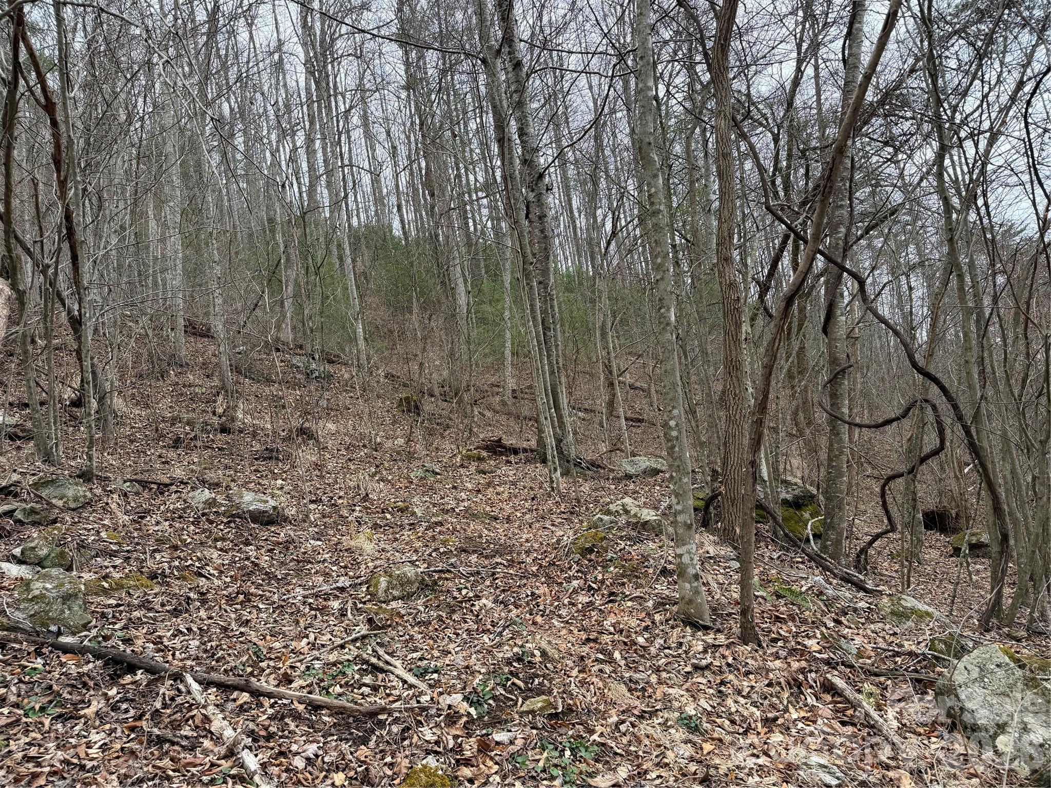4958 Grapevine Road Marshall, NC 28753 - Photo 16 of 43 a view of a yard with a trees