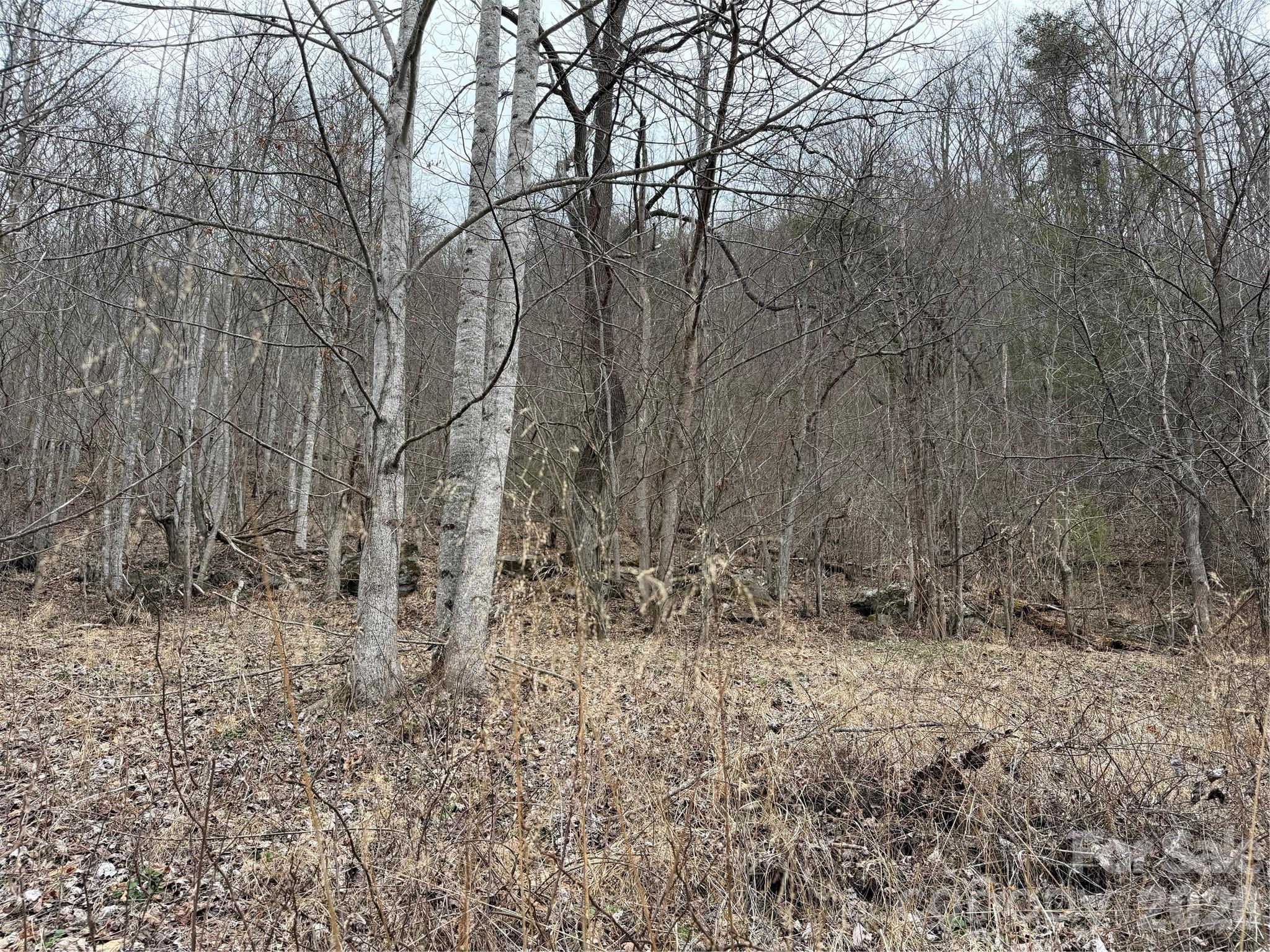 4958 Grapevine Road Marshall, NC 28753 - Photo 17 of 43 a view of a dry yard with trees in the background