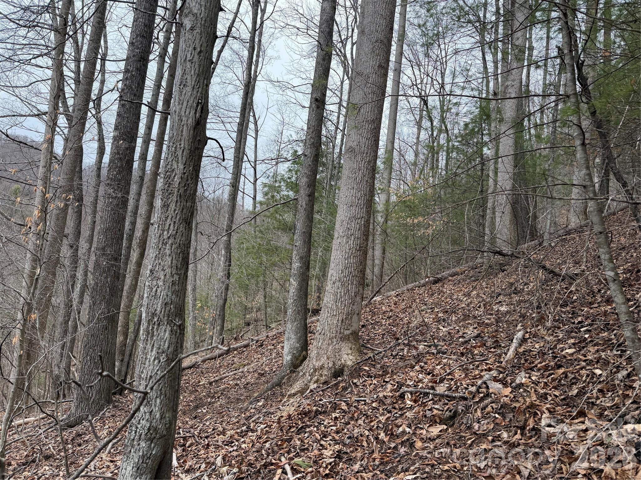 4958 Grapevine Road Marshall, NC 28753 - Photo 19 of 43 a view of a forest with lots of trees