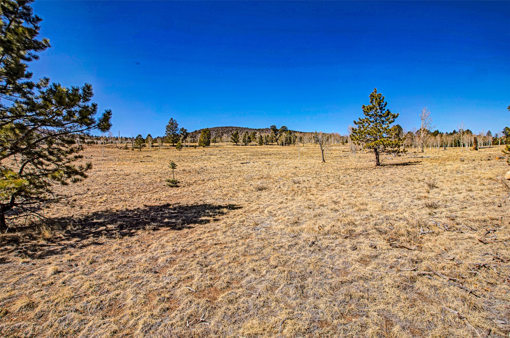 2226 Pitchfork Road Hartsel, CO 80449 - Photo 15 of 27 Gallery Image 15