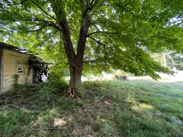 a view of outdoor space and garden