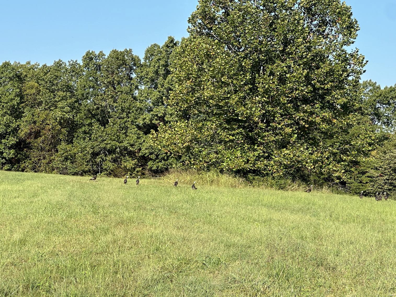 0 Suchman Road Ava, IL 62907 - Photo 2 of 16 Gallery Image 2