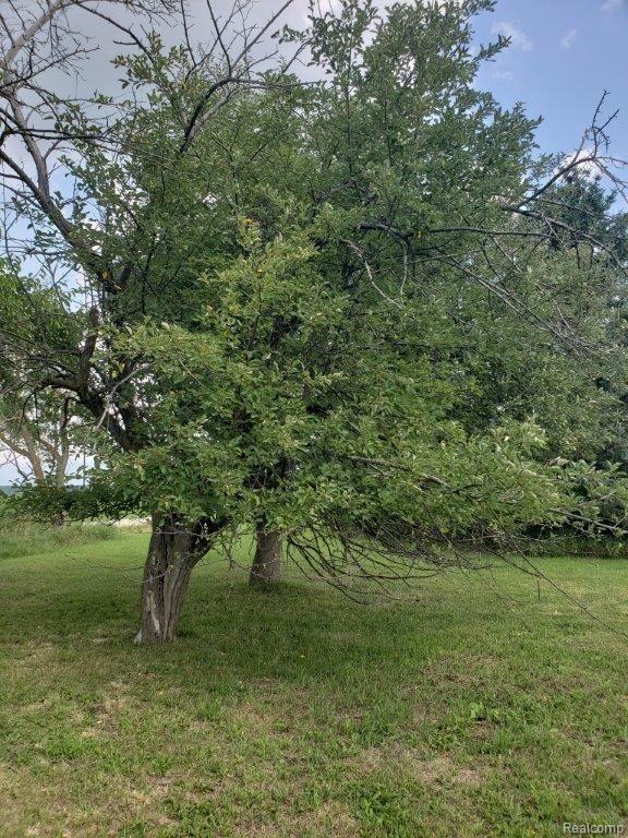 5932 Biles Road Capac, MI 48014 - Photo 29 of 32 Many apple and Pear Trees.jpg