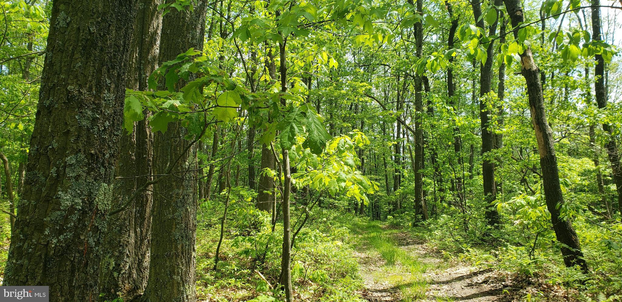 Spring Glade Road Oakland, MD 21550 - Photo 1 of 10