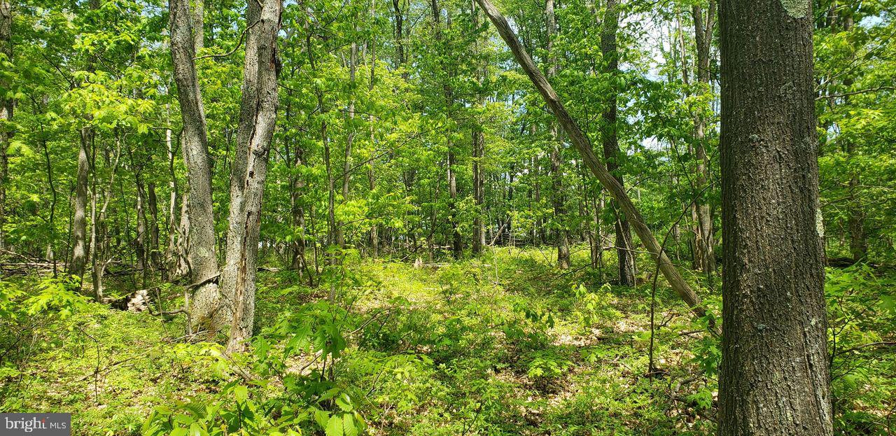 Spring Glade Road Oakland, MD 21550 - Photo 7 of 10