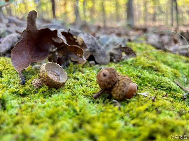 $225,000 | 7 County Road 4210, Salem, MO 65560