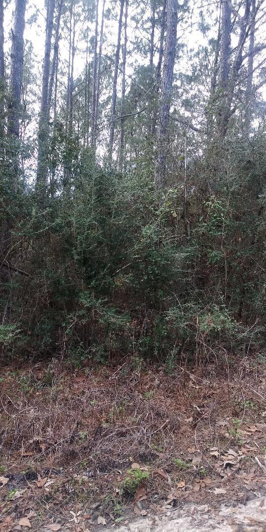 Xxx Don Blizzard Road Freeport, FL 32439 - Photo 1 of 3 Gallery Image 1