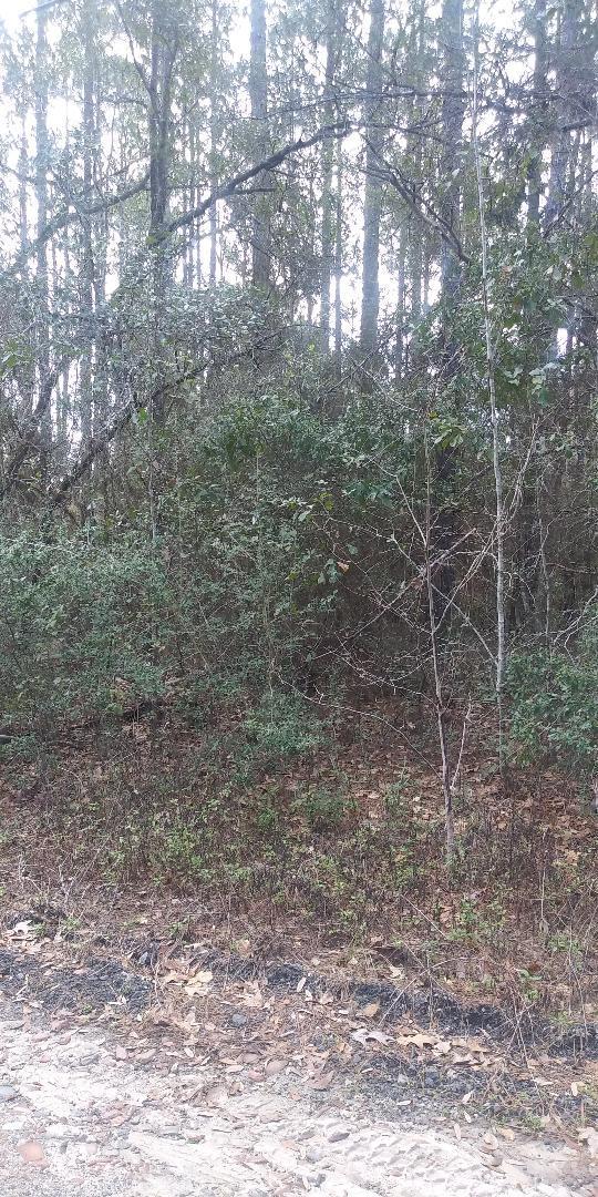 Xxx Don Blizzard Road Freeport, FL 32439 - Photo 2 of 3 Gallery Image 2