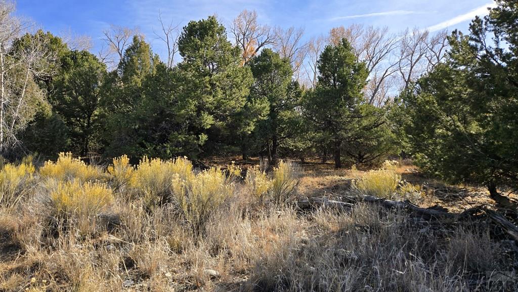 126 Cedar Ridge Road Mosca, CO 81146 - Photo 12 of 18