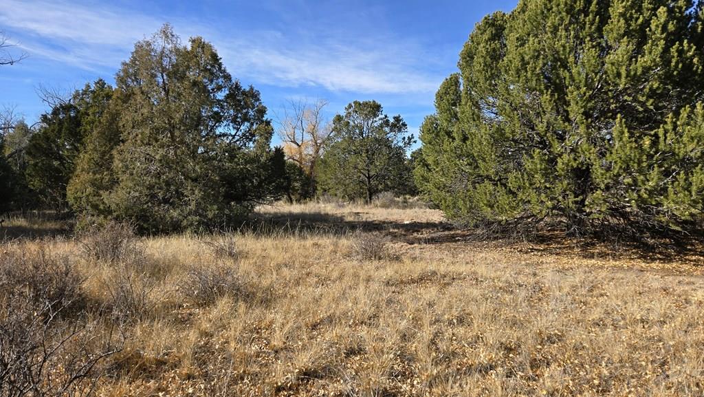 126 Cedar Ridge Road Mosca, CO 81146 - Photo 2 of 18