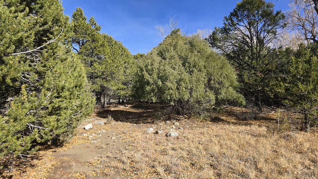 126 Cedar Ridge Road Mosca, CO 81146 - Photo 3 of 18