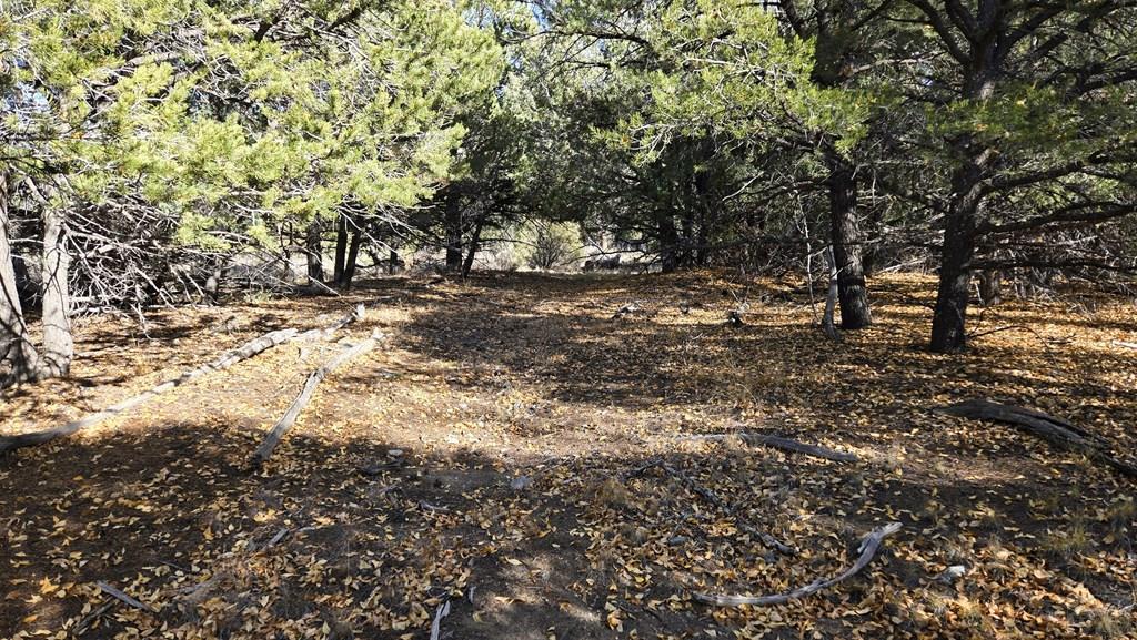 126 Cedar Ridge Road Mosca, CO 81146 - Photo 5 of 18