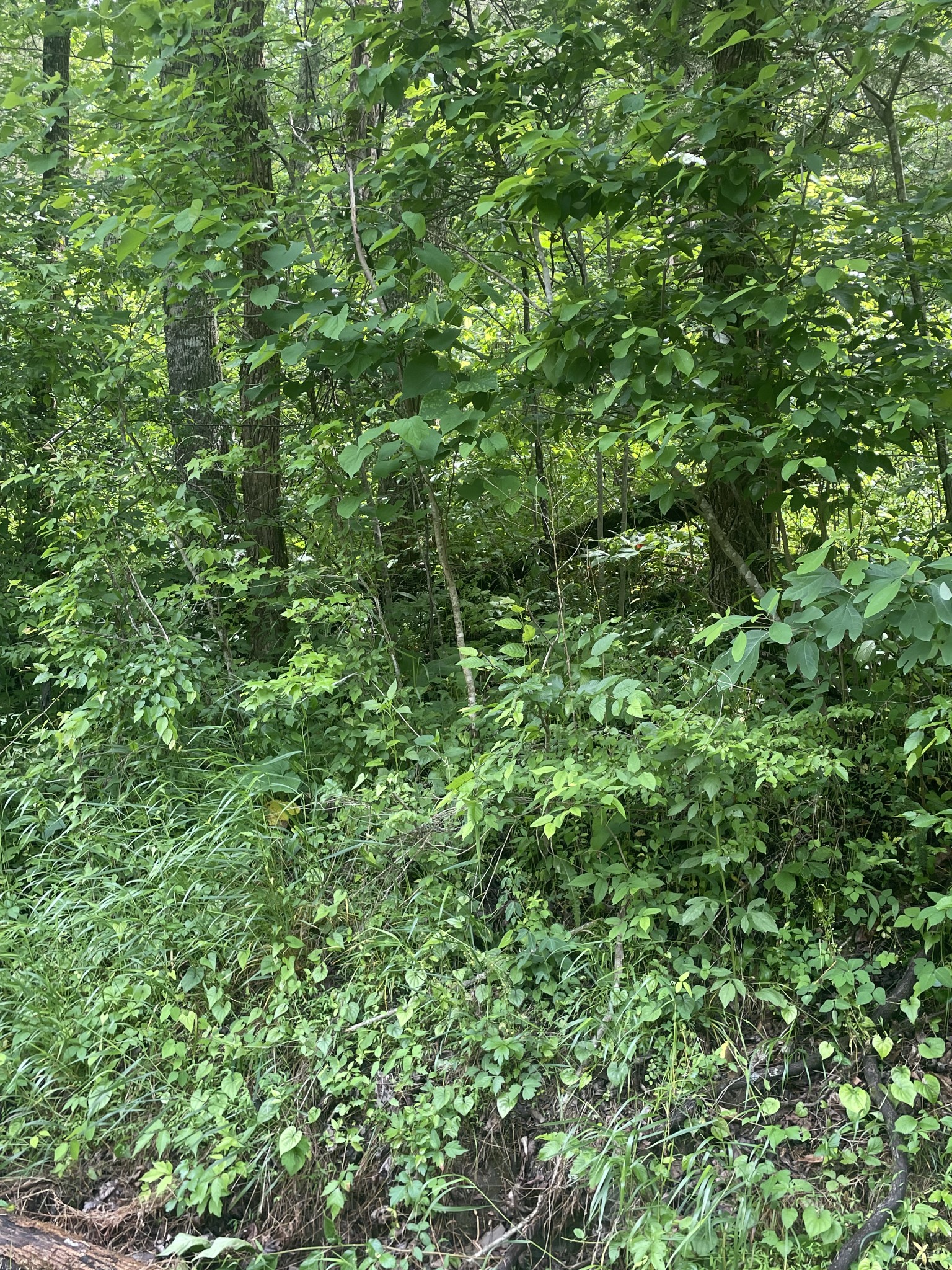 457 Shiloh Road Crawford, TN 38554 - Photo 9 of 22