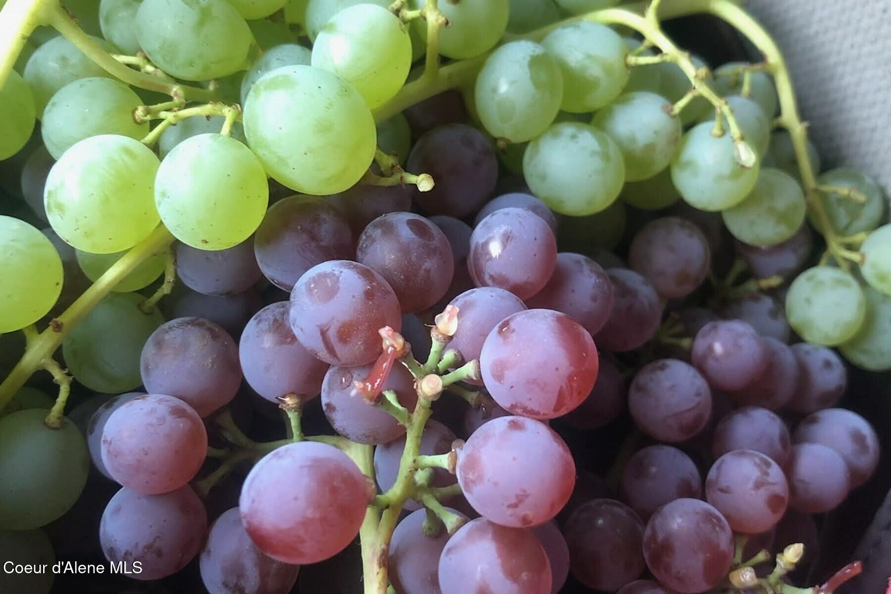 870-842 Samuels Road Sandpoint, ID 83864 - Photo 20 of 67 Homegrown Grapes