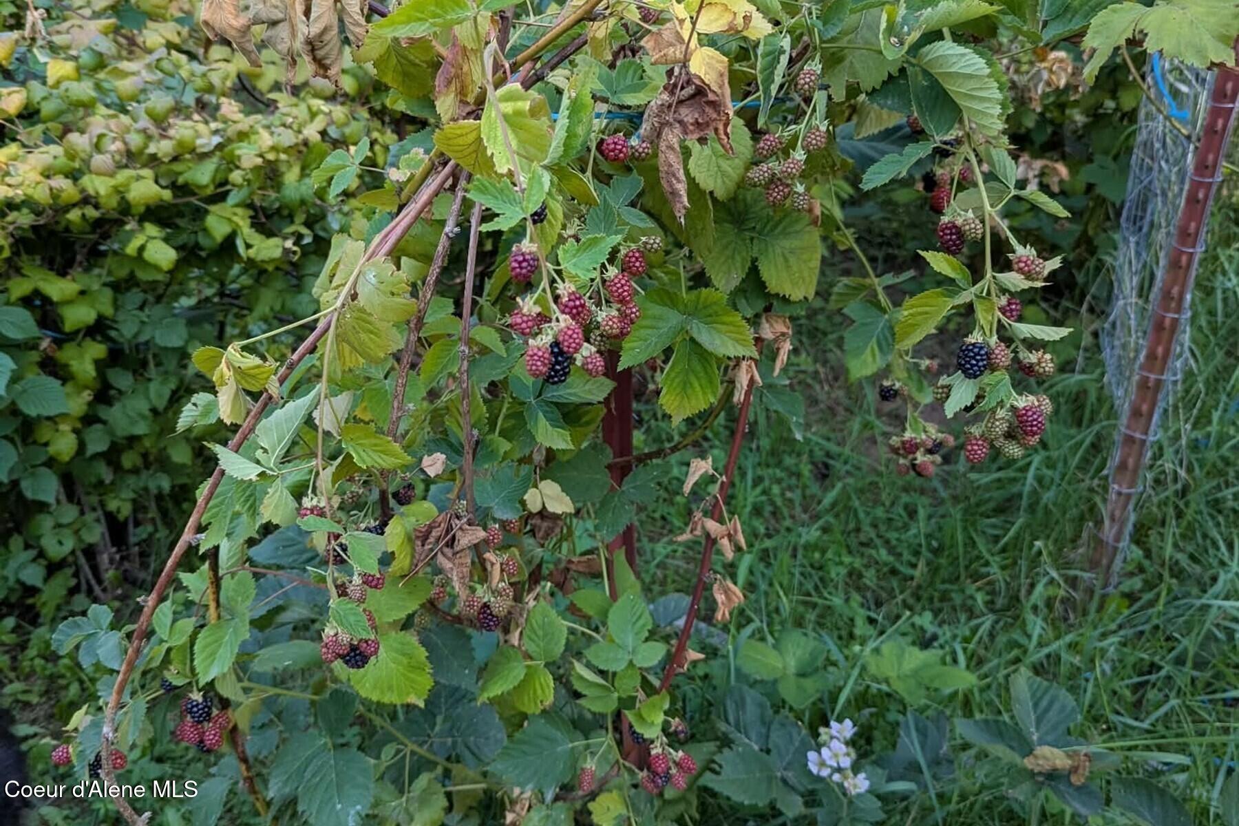 870-842 Samuels Road Sandpoint, ID 83864 - Photo 52 of 67 Prolific Berry Patch