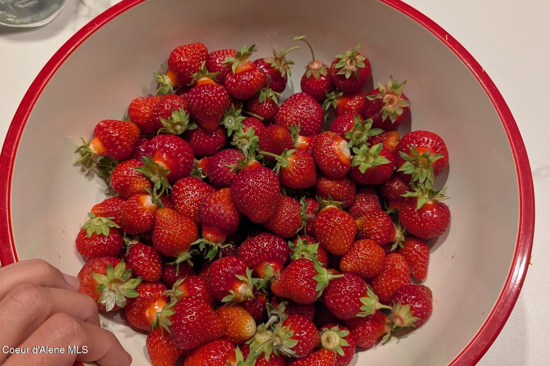 870-842 Samuels Road Sandpoint, ID 83864 - Photo 53 of 67 Summer Strawberry Harvest!