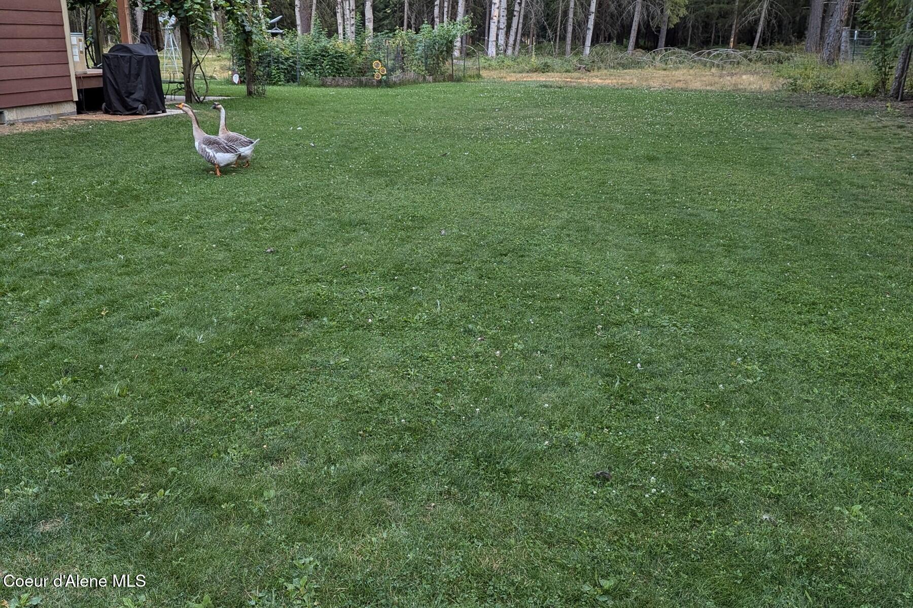 870-842 Samuels Road Sandpoint, ID 83864 - Photo 54 of 67 Lawn Area in the Summertime