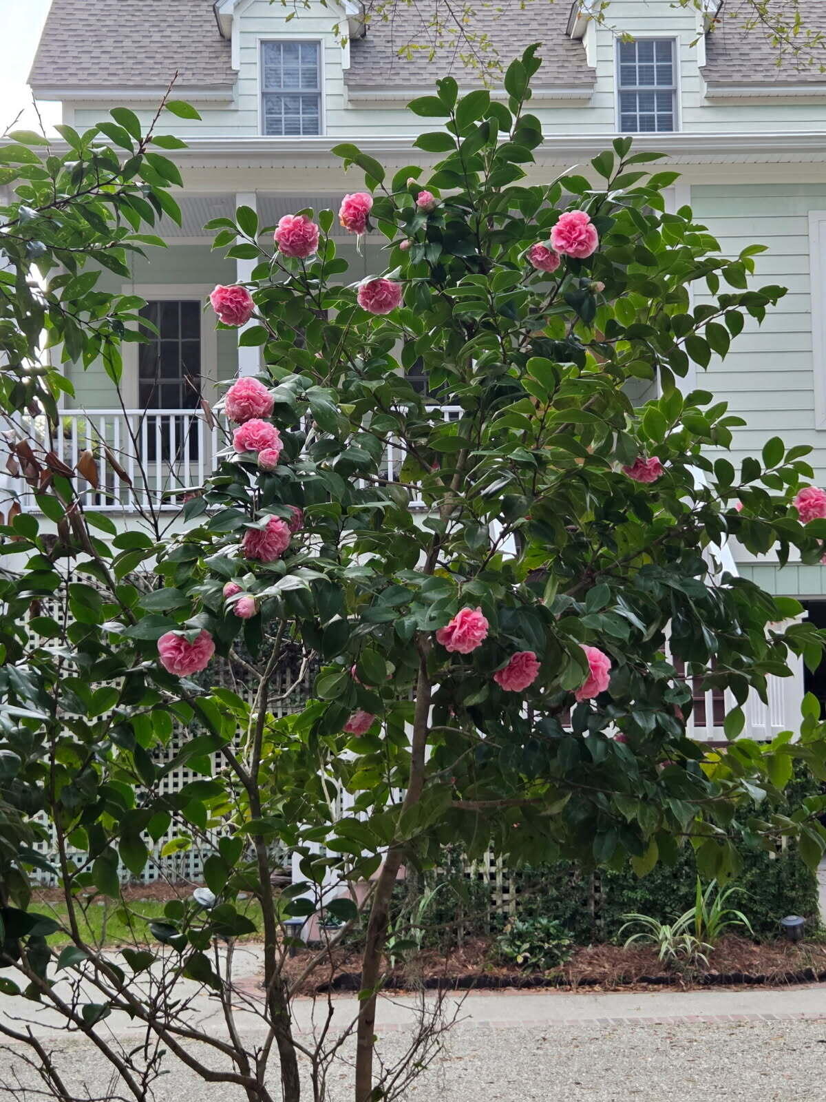 8460 Chisolm Plantation Road Edisto Island, SC 29438 - Photo 54 of 118 8460 Camellia