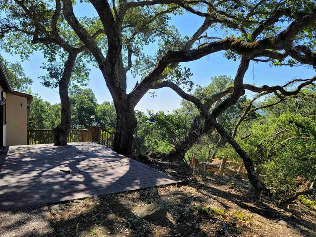 a view of a tree with lots of trees