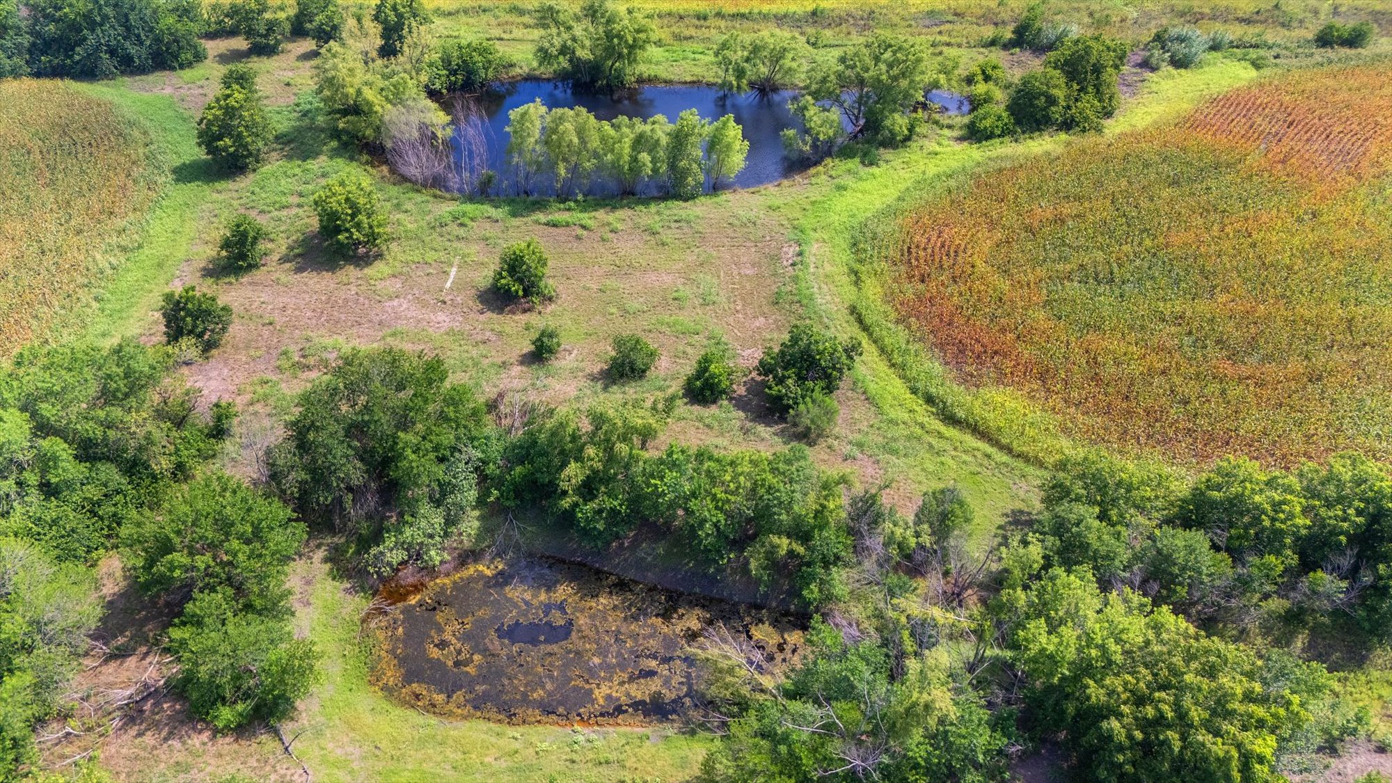 14201 Lund - Carlson Road Coupland, TX 78615 - Photo 6 of 40 Discover abundant natural beauty, featuring mature trees, serene ponds, and lush fields.
