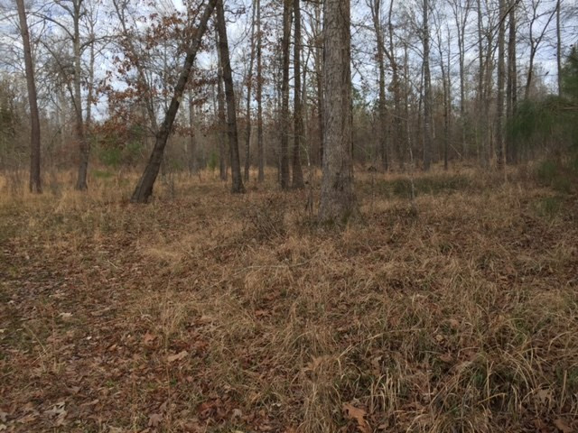 0 Phillips Road Lorman, MS 39096 - Photo 11 of 11 Photo 11