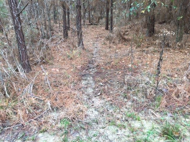 0 Phillips Road Lorman, MS 39096 - Photo 6 of 11 Photo 6