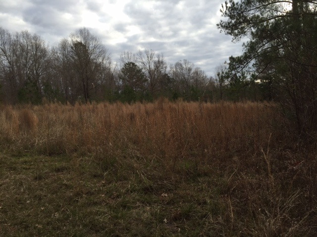 0 Phillips Road Lorman, MS 39096 - Photo 7 of 11 Photo 7