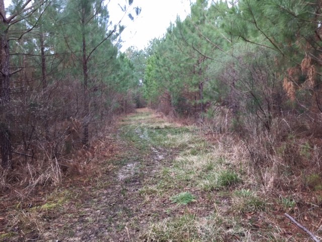 0 Phillips Road Lorman, MS 39096 - Photo 9 of 11 Photo 9